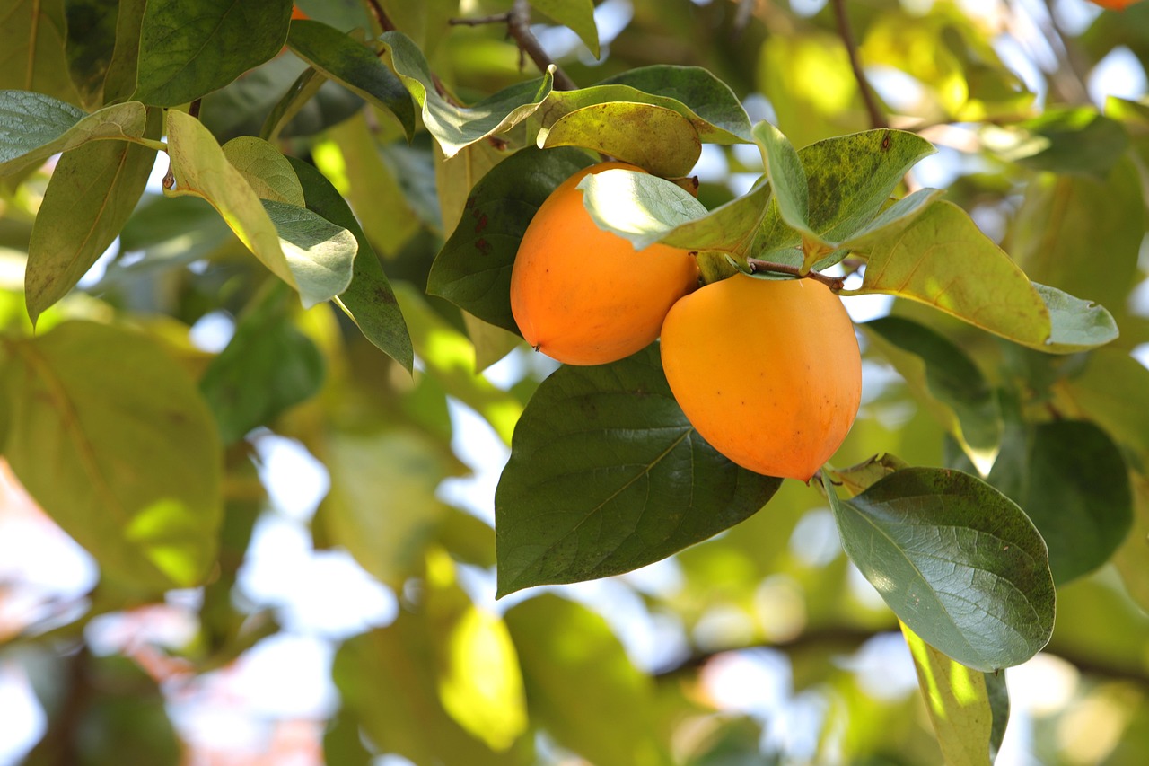 秋限定の高級フルーツ宝石箱に柿入りはどこで購入できる？