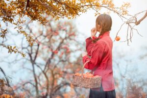 秋限定の高級フルーツ宝石箱が安すぎる店は危険か？