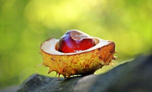 秋限定の高級フルーツ宝石箱は見た目と味を両立する条件とは？