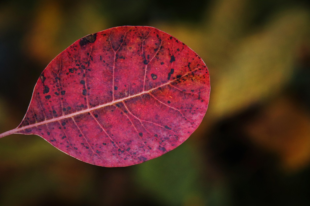 秋限定の高級フルーツ宝石箱を贈る際の目上に失礼ない文例は？