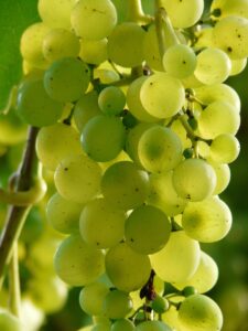 秋限定の高級フルーツ宝石箱にぶどう入りの当たり産地はどこ？