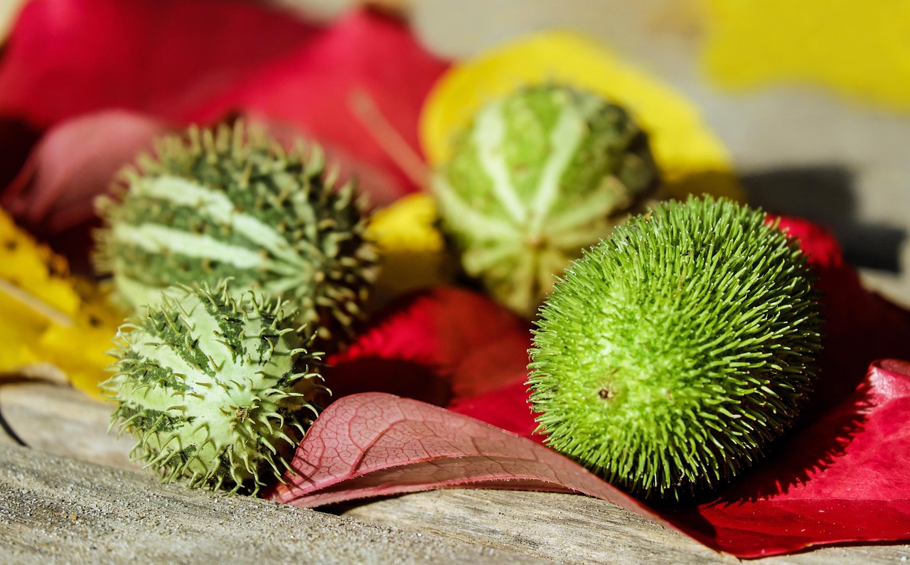 秋限定の高級フルーツ宝石箱は敬老の日に向く？